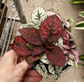 4" Hypoestes Splash Multi Colors Same Pot